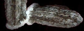 Buy sheared beaver fur mittens